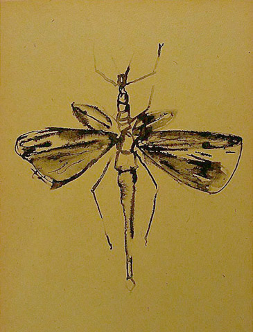 Mosquito